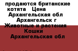 продаются британские котята › Цена ­ 10 000 - Архангельская обл., Архангельск г. Животные и растения » Кошки   . Архангельская обл.